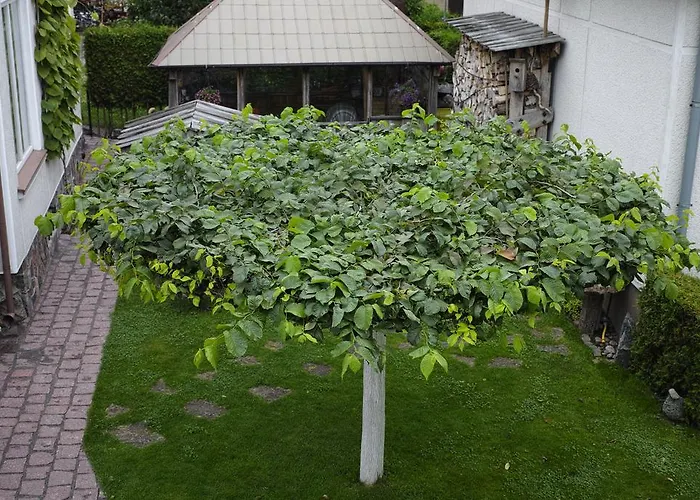 アパート Adomo Rojus